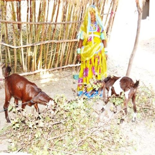 Asset Building: A hope of nutrient-rich food